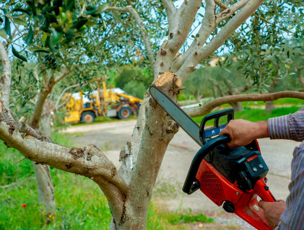 Best Arborist Services Near Me  in USA